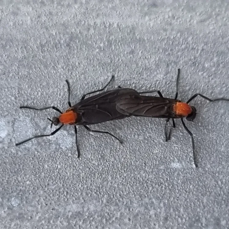 러브버그