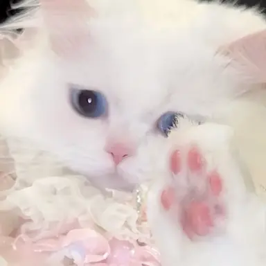 Profile image of 齋藤樹愛羅