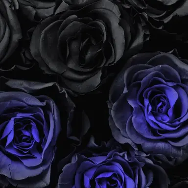 Profile image of ロヴィーノ