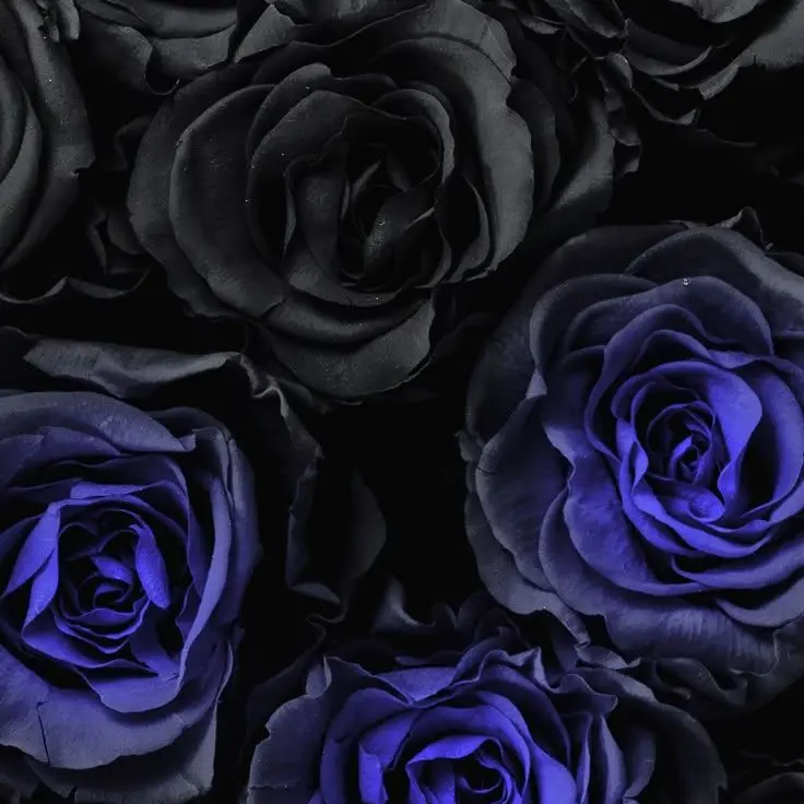 RuuzyuHouou1017의 {{user}}からの独立