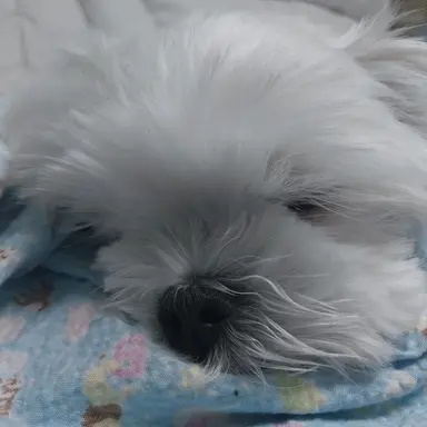 Profile image of 하수지