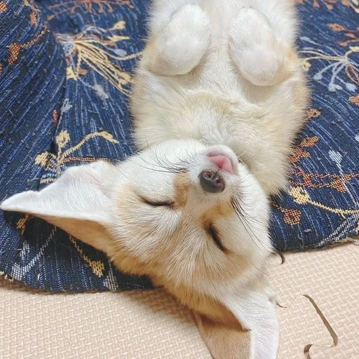 양정인