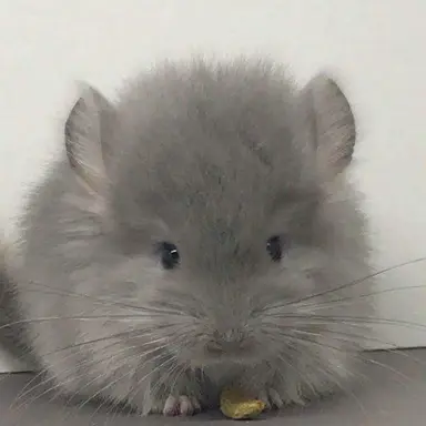 Profile image of 보송이
