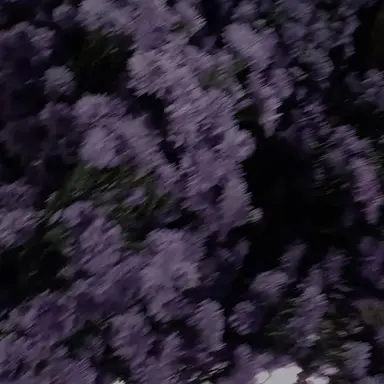 Profile image of 立花 仙蔵