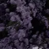 Profile image of 立花 仙蔵