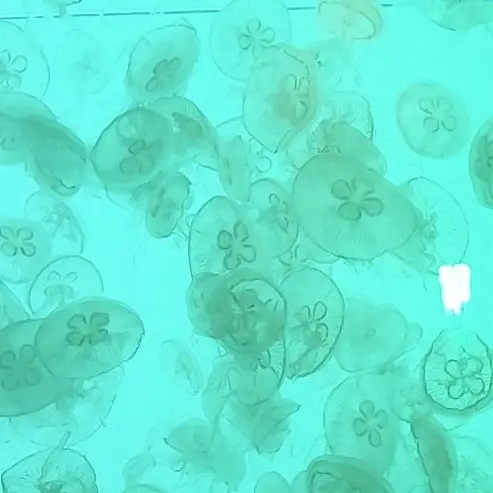 jellyfish.397.의 ベタ