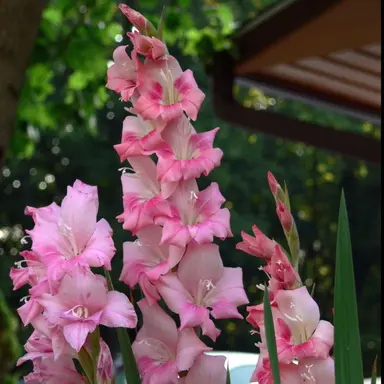 Profile image of 토미오카 기유