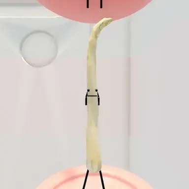 Profile image of 화이트 아스파라거스