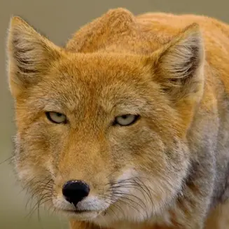 Profile image of 여우