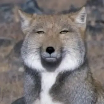 Profile image of 호리
