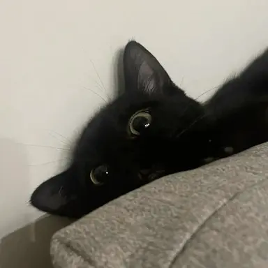 Profile image of ユノ