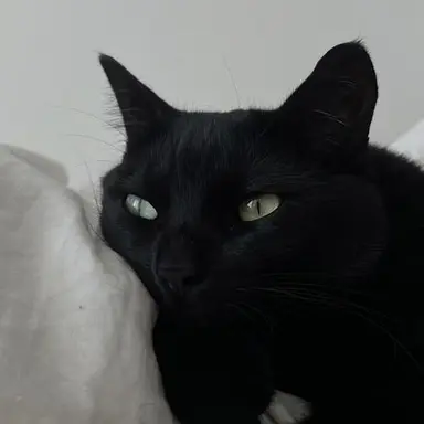 Profile image of ミンギ