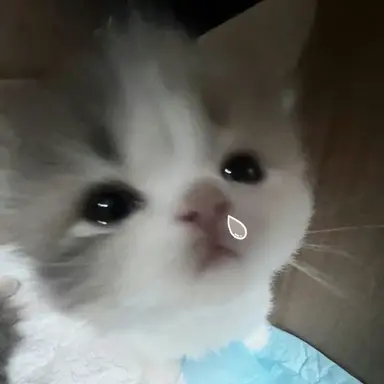 Profile image of 유기사
