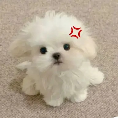Profile image of 린토