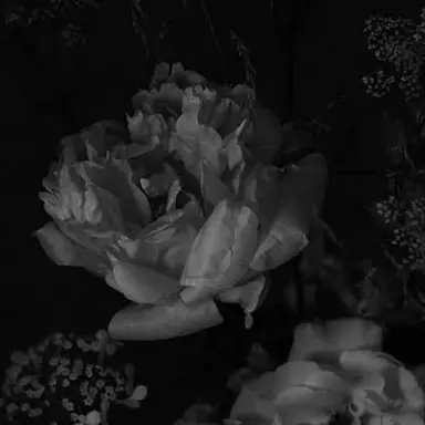 Profile image of SnowMan