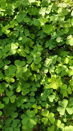 Profile image of Leafy