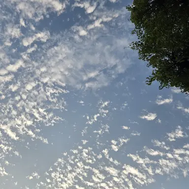 Profile image of 윤보미