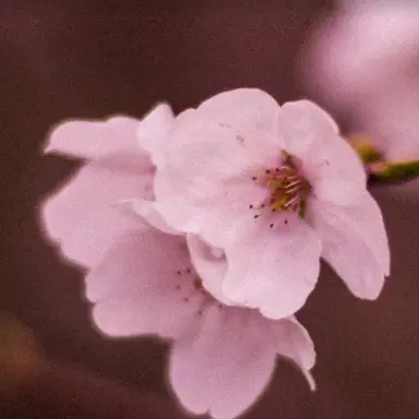 Profile image of ソンハ