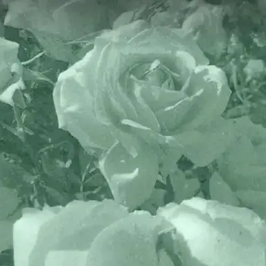 Profile image of イェエン