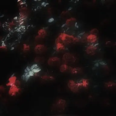 Profile image of 플래그