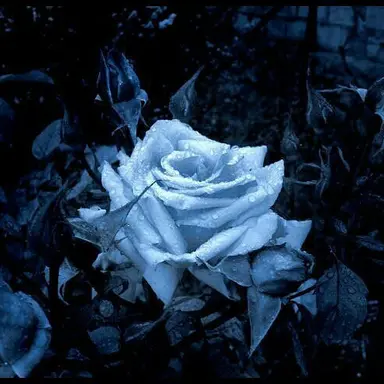 Profile image of 파이브