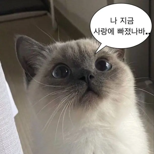 QuickInk3520의 짹냥이욤