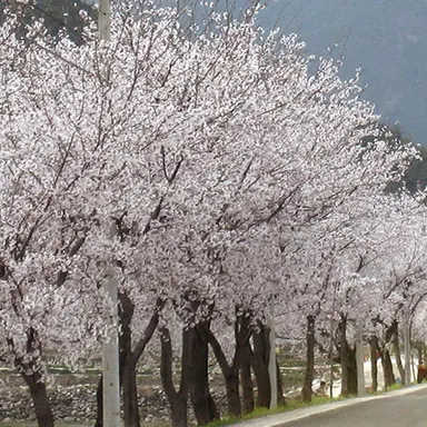 Profile image of 덕개