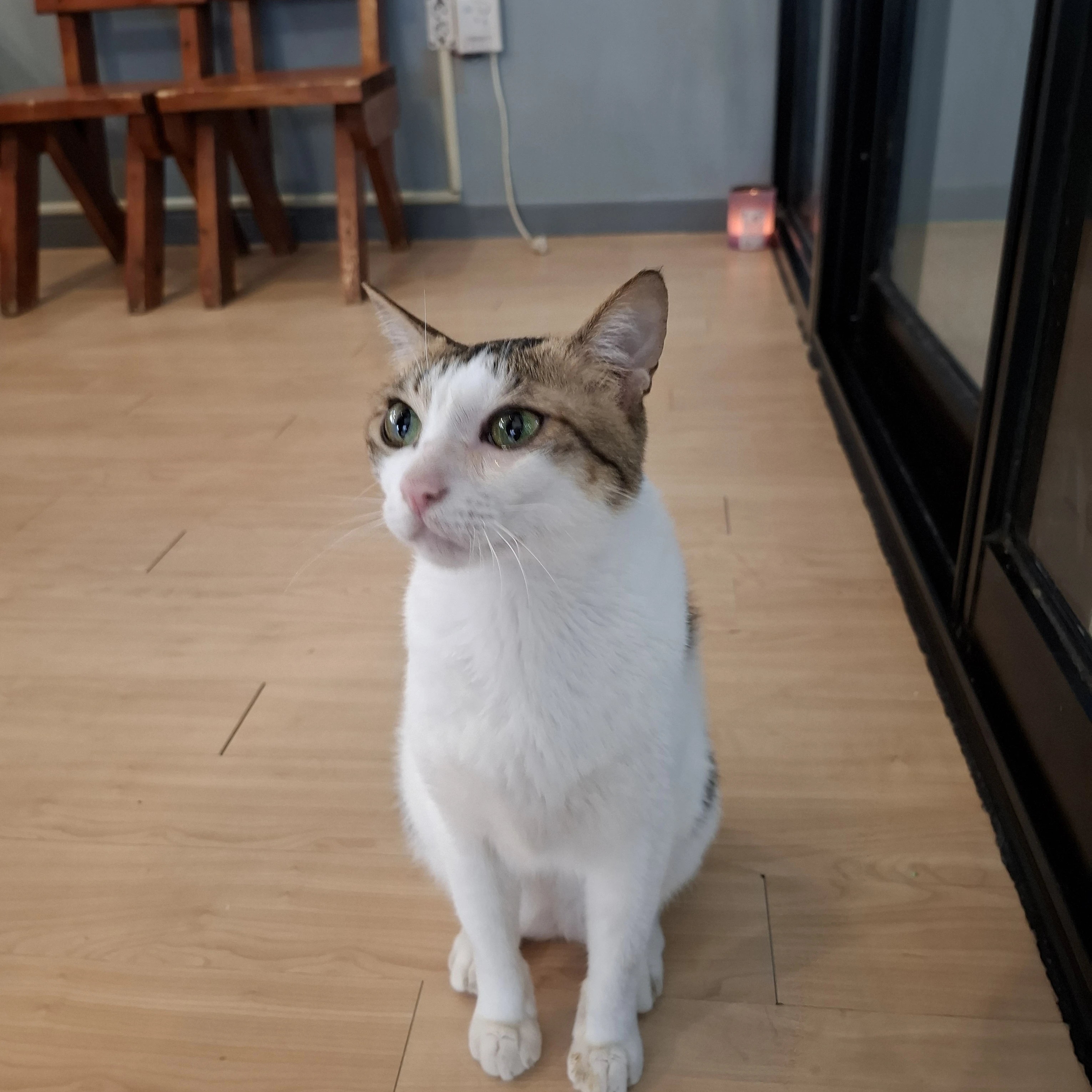 싸이코드