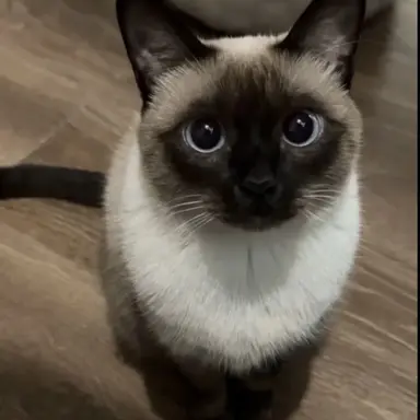 Profile image of Gyeoul