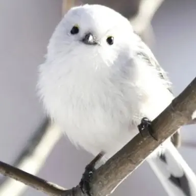 Profile image of Omok-nunis