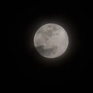 Profile image of 늑대림