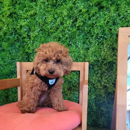 Koreapuppy7885의 아리