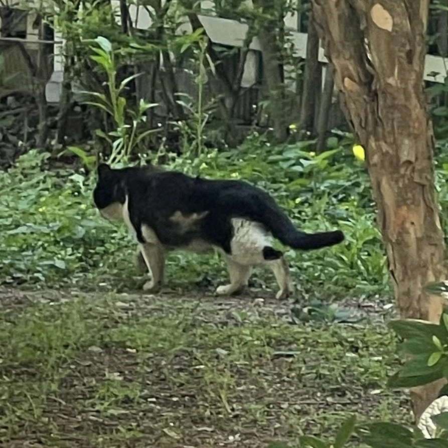 길 고양이