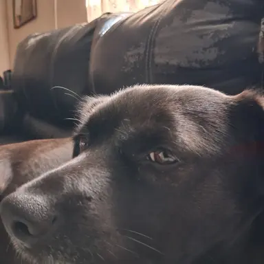 Profile image of Luna