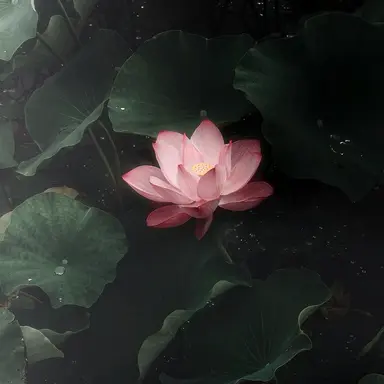 Profile image of 최하선