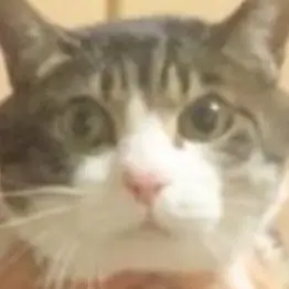 Profile image of 賢也