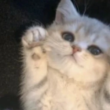 크림 냥이