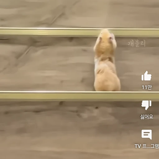 오햄