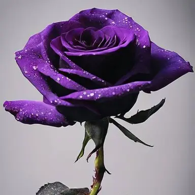 Profile image of おかめ