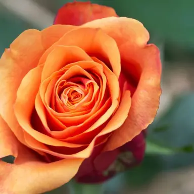 Profile image of 隈取