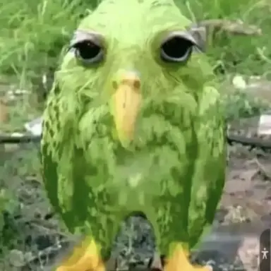 Profile image of 디스 이스 슈림