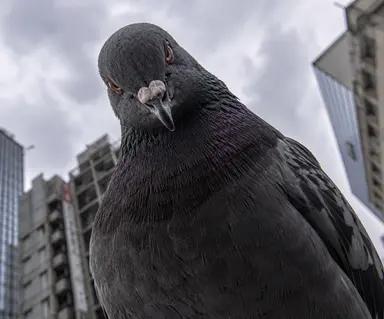 Profile image of 鳩