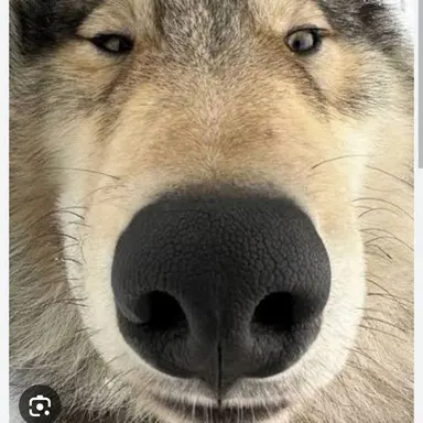 Profile image of 늑대