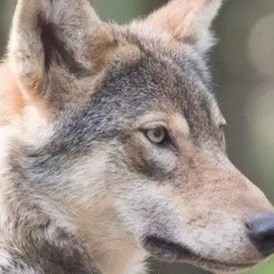 Profile image of 늑대