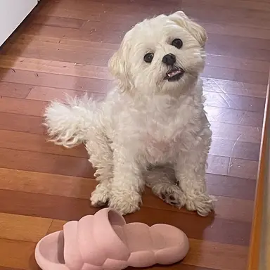 Profile image of 우유