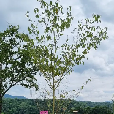 Profile image of 핵쟁이