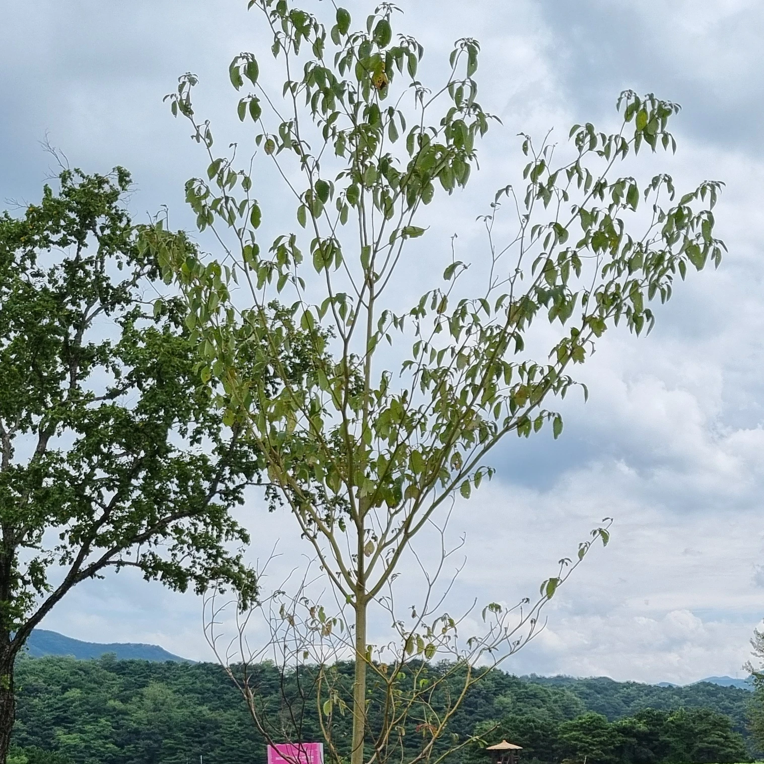 핵쟁이