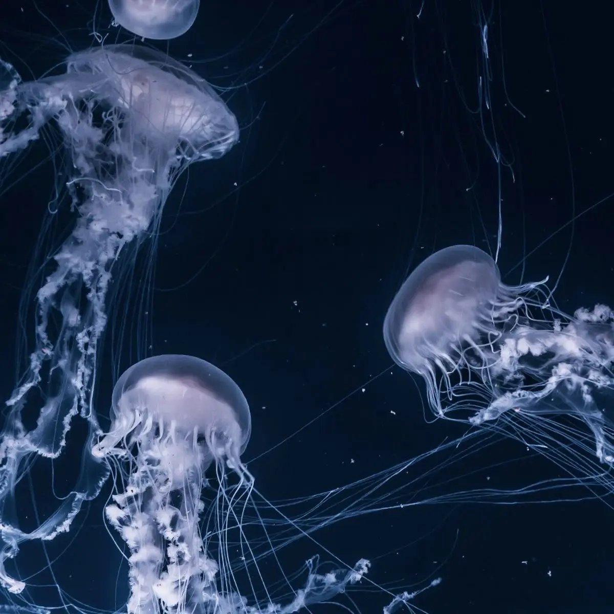 GildedJuicy7279의 형, 다음생엔 우리 만나지말자.