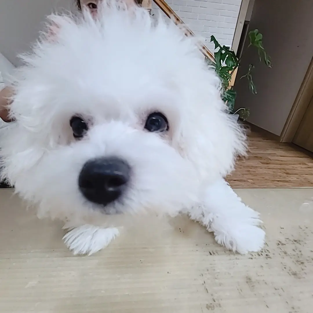 SadEpoch9539의 소찬영