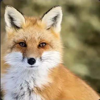 Profile image of 여우